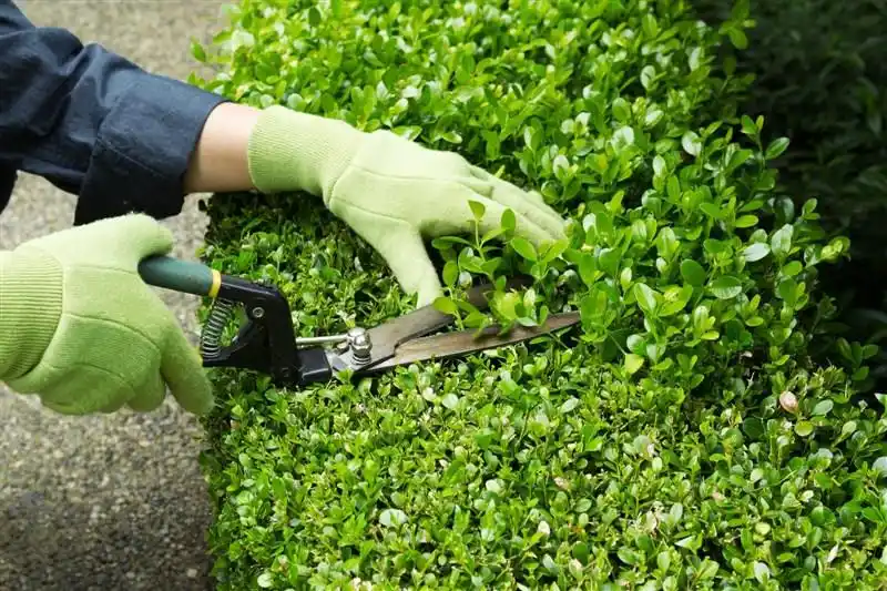 hovenier Graft